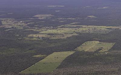 Desmatamento cai 55% na Mata Atlântica no primeiro semestre