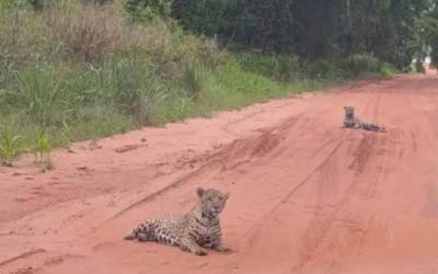 Naviraí: Filhotes de onça são avistados em estrada de MS