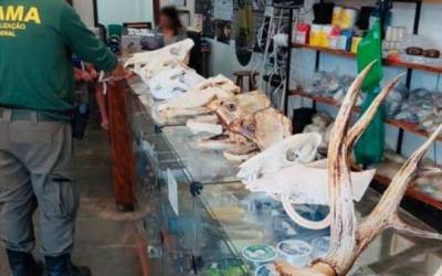 Campo Grande: Lojista é multado em R$ 24 mil por expor cabeça de animais